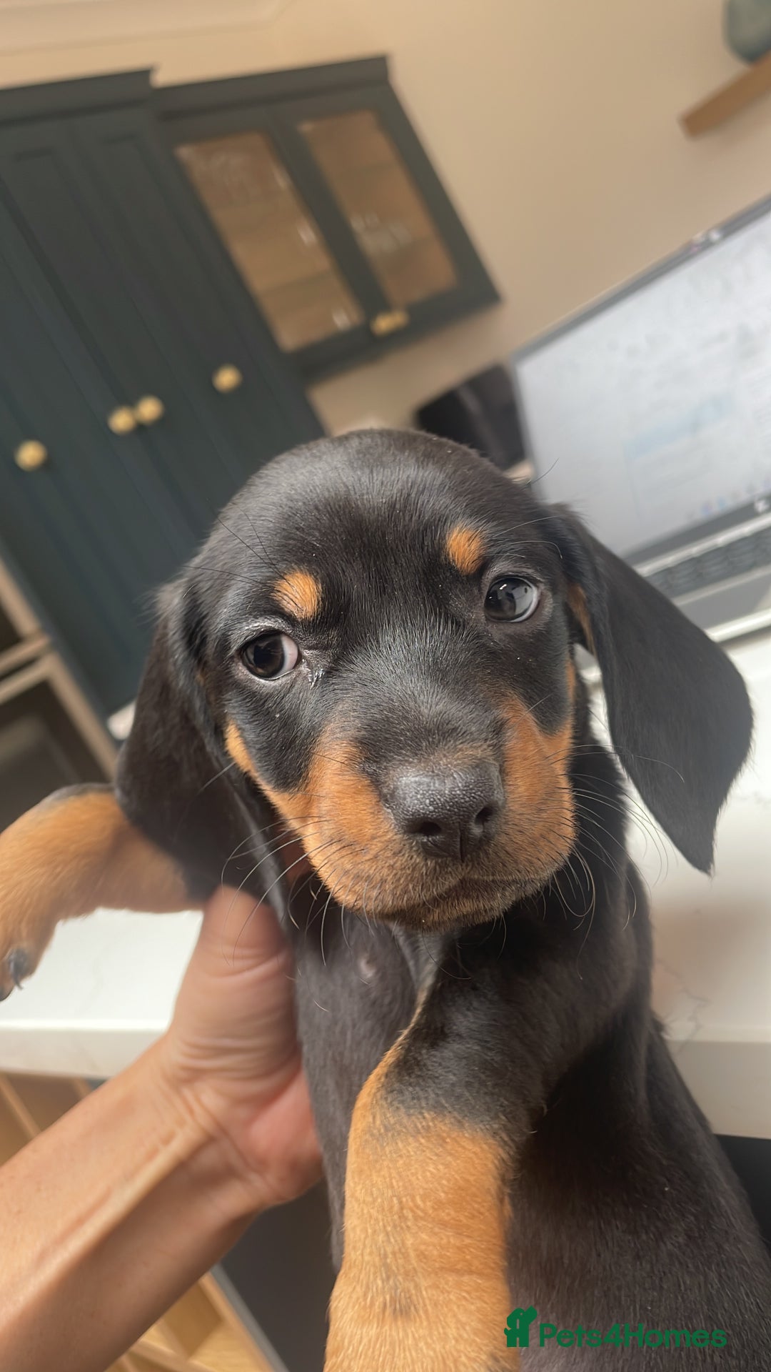 Miniature Dachshund dogs for sale: Ready for new homes Mini Dachshund  - Image 26