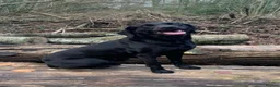 Labrador Retriever dogs for sale: Beautiful Black Labrador Retriever Puppies - Advert 5