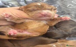 Cocker Spaniel dogs for sale: Show cocker spanials - Image 13