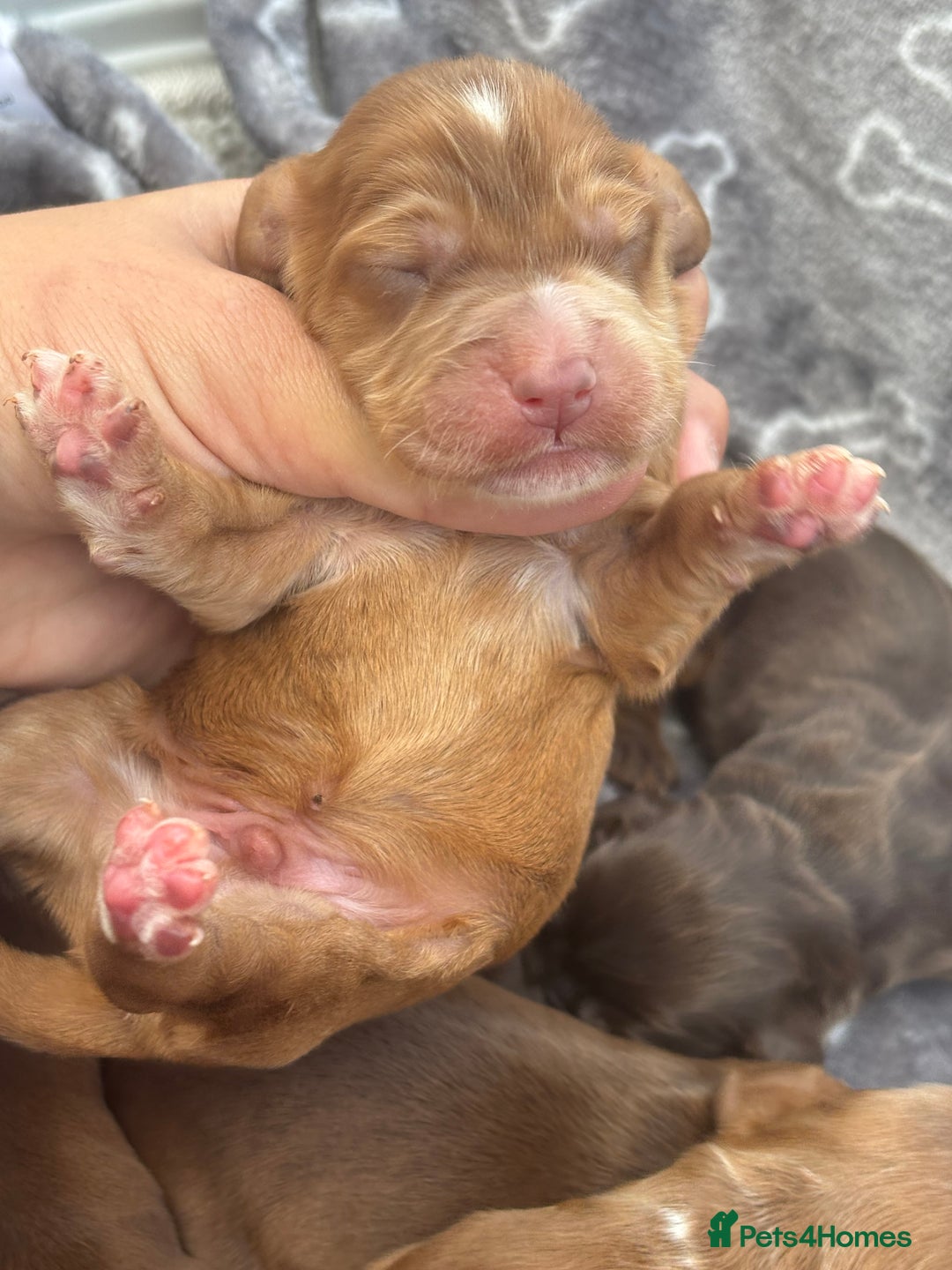 Cocker Spaniel dogs for sale: Show cocker spanials - Image 13