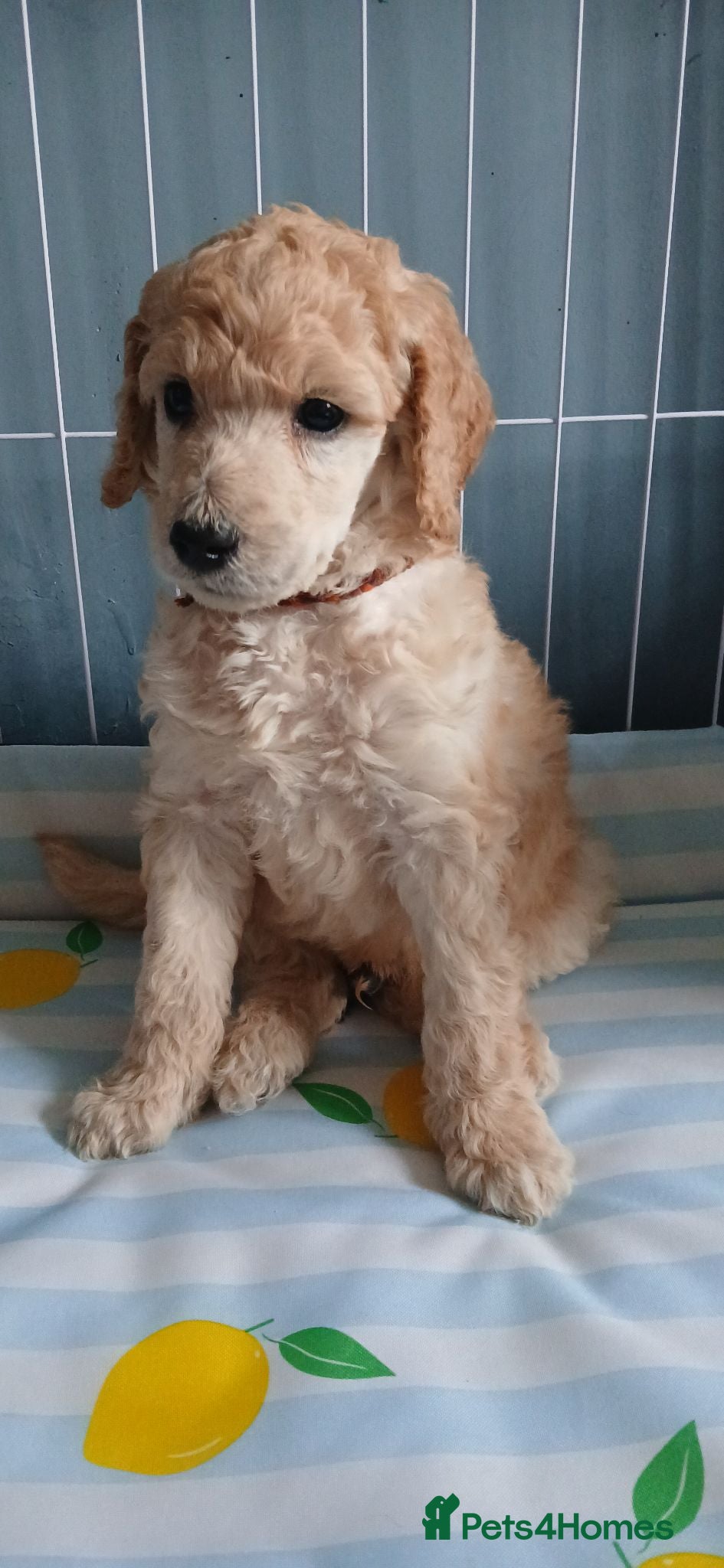 Standard Poodle dogs Male standard poodle puppy - Advert 2