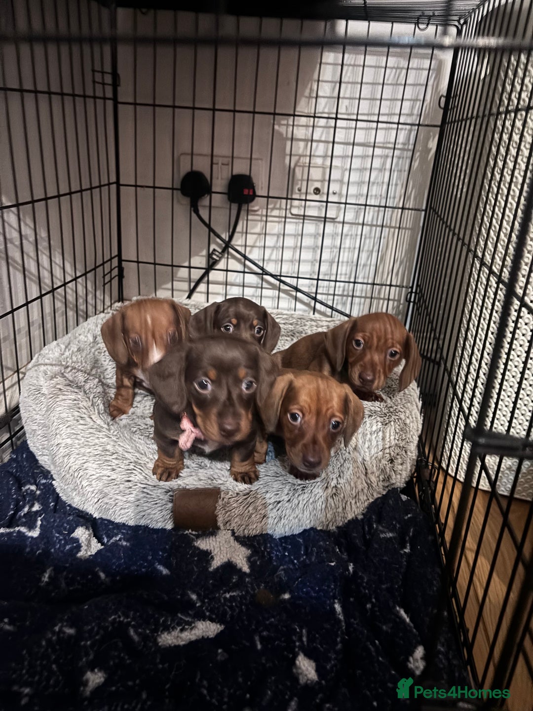 Dachshund dogs for sale: Two dachshund puppies  - Advert 1