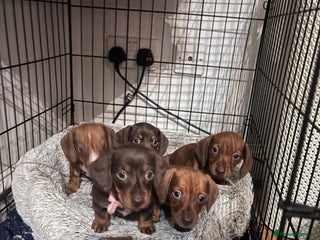 Dachshund dogs Two dachshund puppies - Advert 5