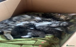 Mixed Breed cats for sale: Female kitten  - Image 7