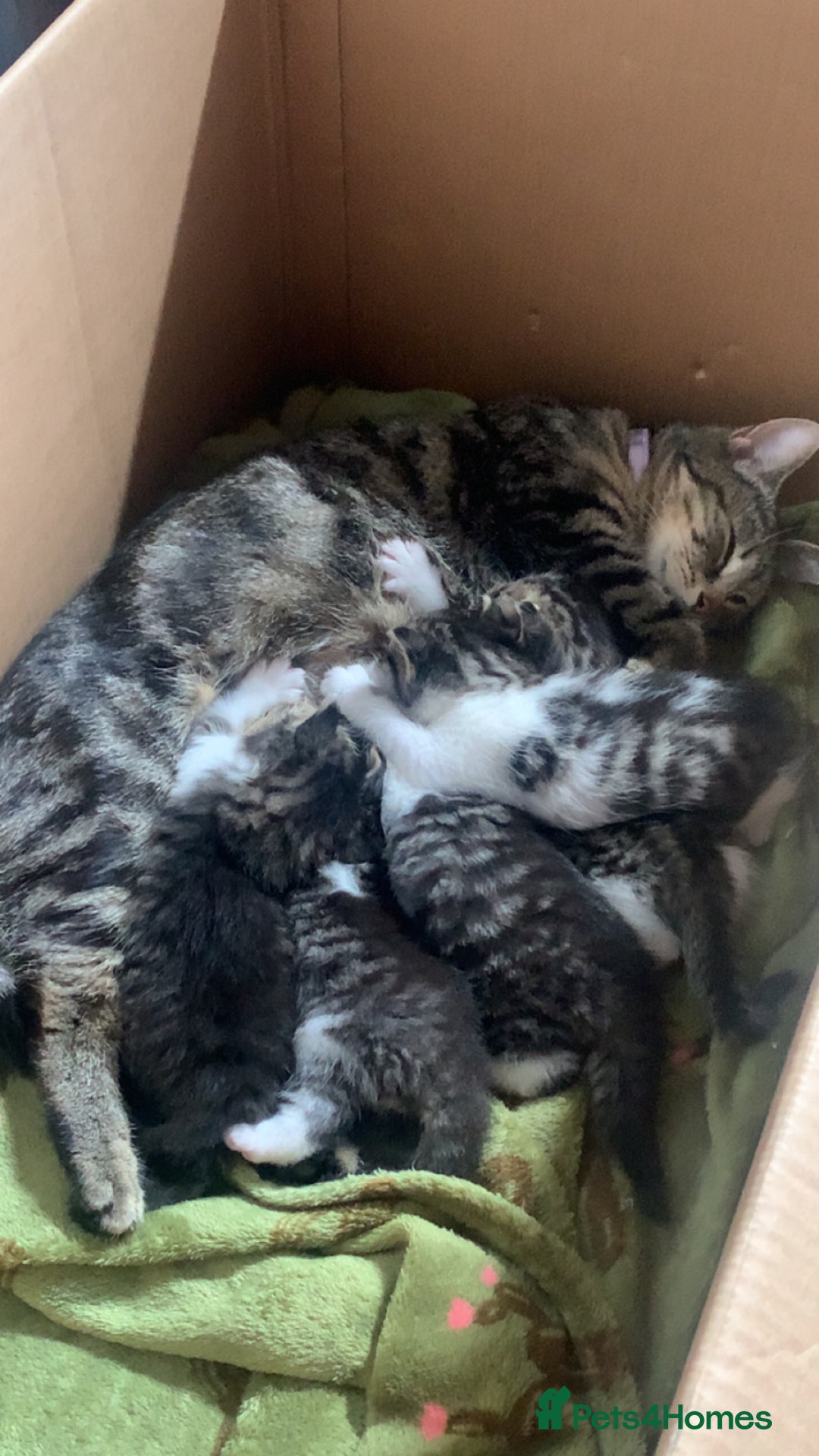 Mixed Breed cats for sale: Female kitten  - Image 7