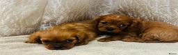 Cavalier King Charles Spaniel dogs for sale: Cavalier King Charles  in Deal - Advert 4