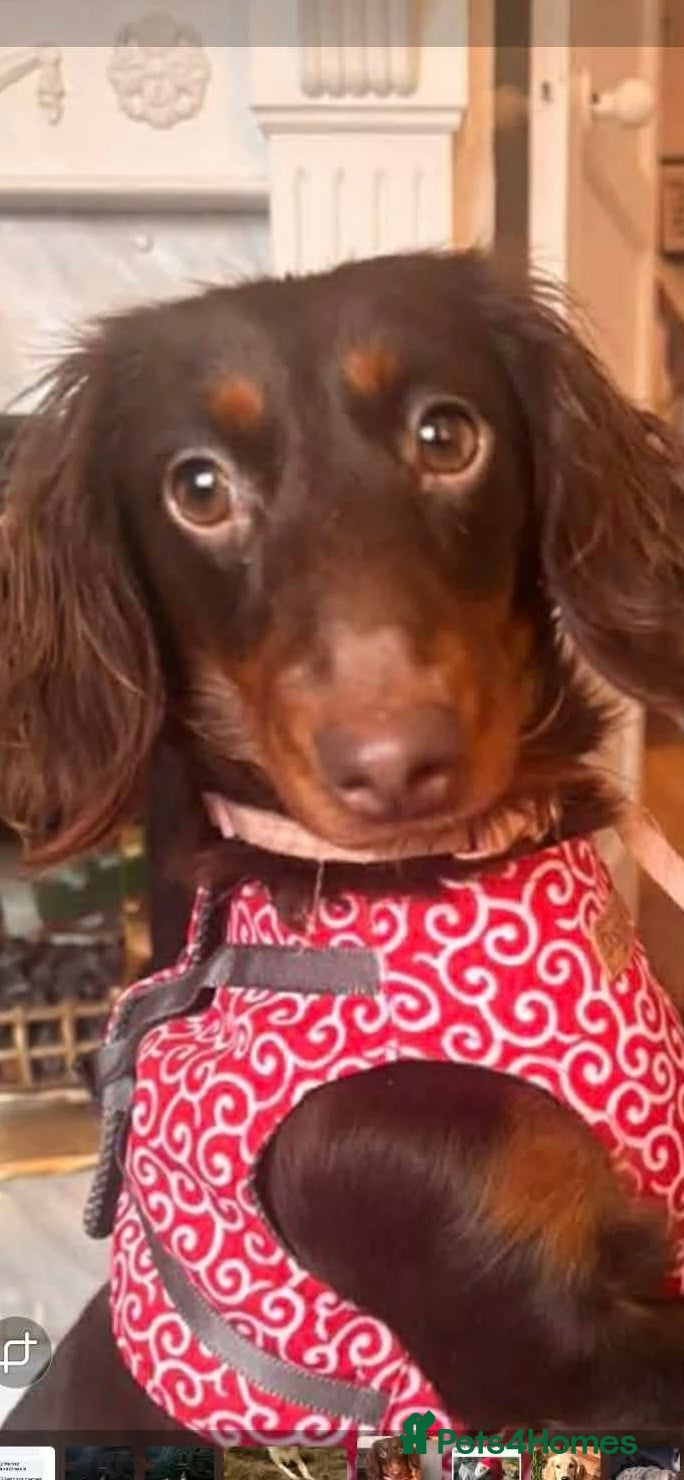 Dachshund dogs POPPY - rescue daschund seeking loving home - Advert 1