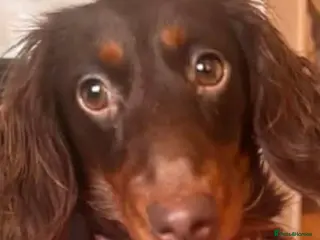 Dachshund dogs POPPY - rescue daschund seeking loving home - Advert 1