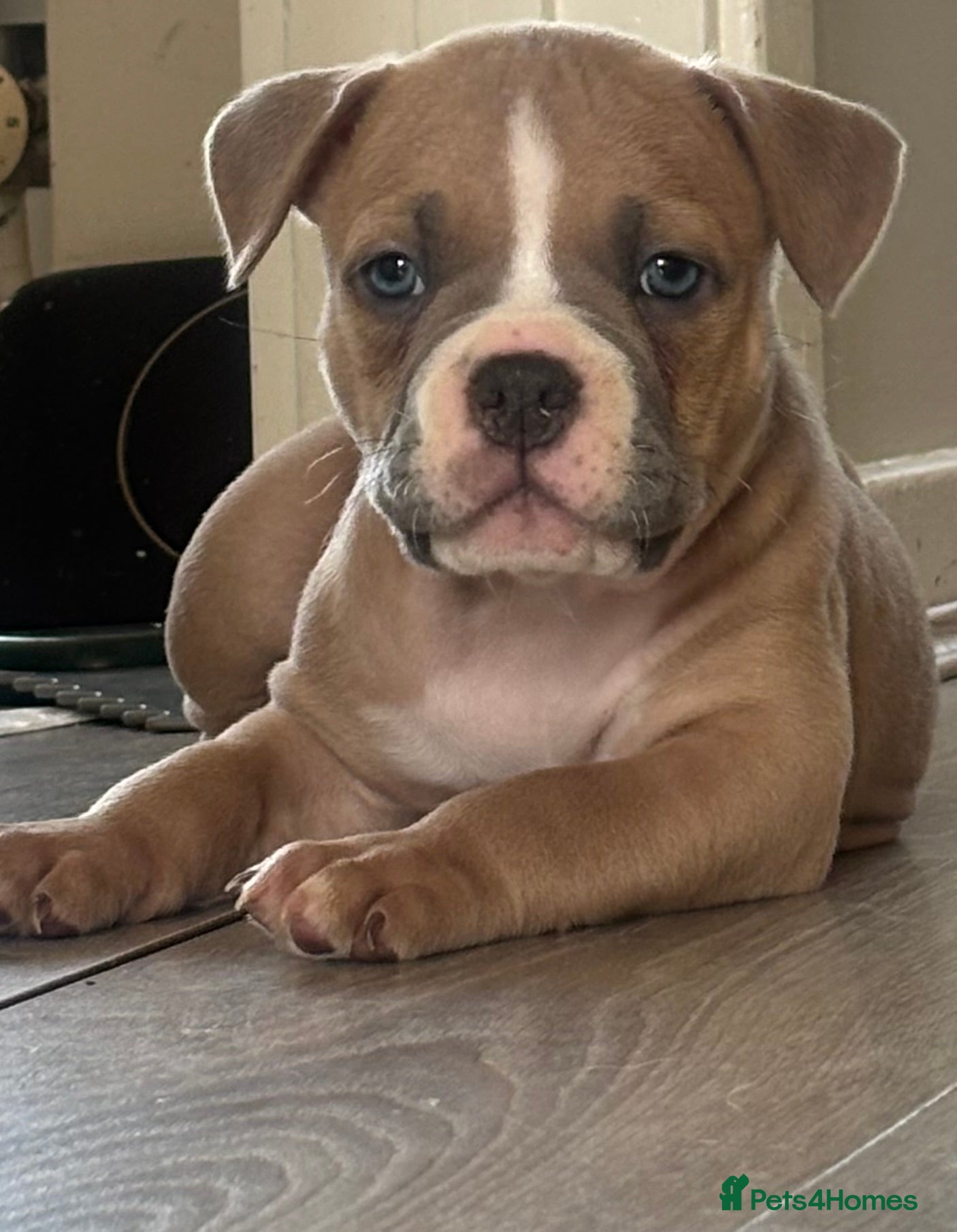 American Bully dogs for sale: Pocket bully pups for sale  - Advert 3