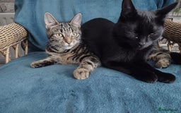 Bengal cats for sale: Zeus Jr and Kathleen - Advert 5