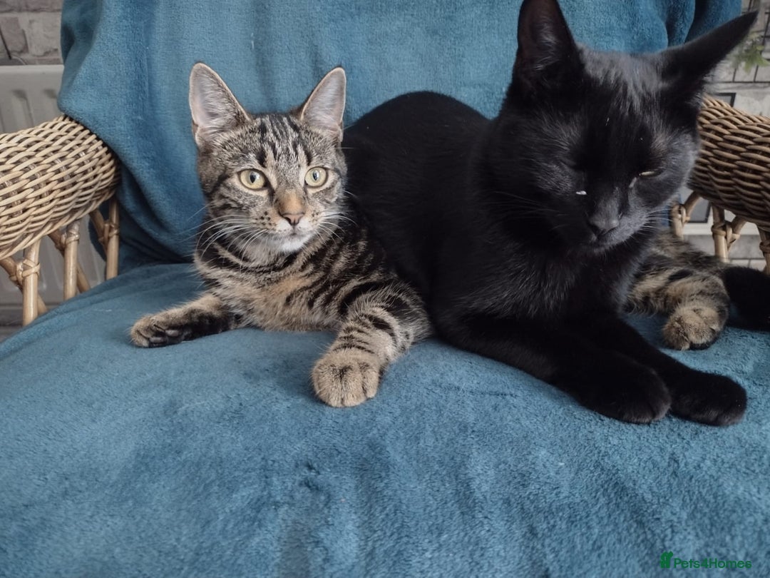 Bengal cats for sale: Zeus Jr and Kathleen - Advert 5