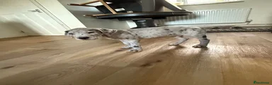  Puppy 1