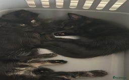 Norwegian Forest Cat cats for sale: Norwegian forest x kittens - Image 7