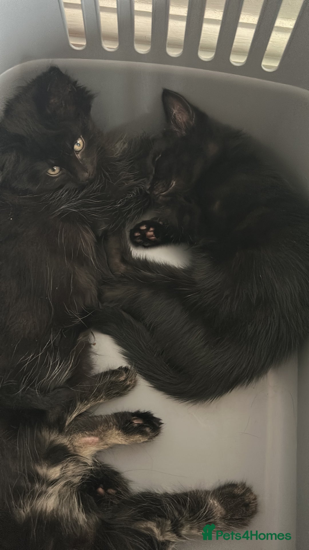 Norwegian Forest Cat cats for sale: Norwegian forest x kittens - Image 7