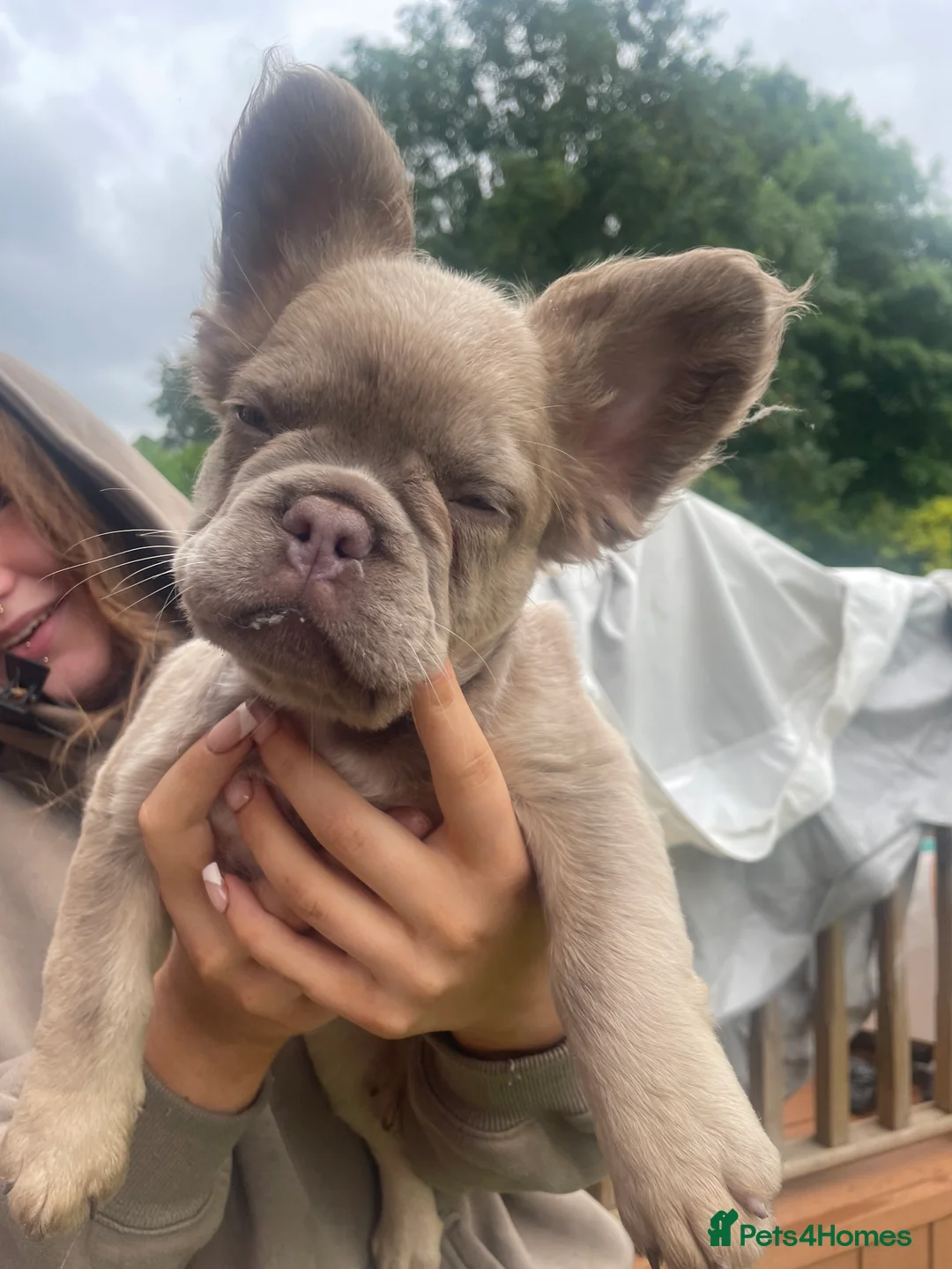 French Bulldog dogs for sale: Gorgeous longhaired frenchies carrying pink gene  - Advert 2