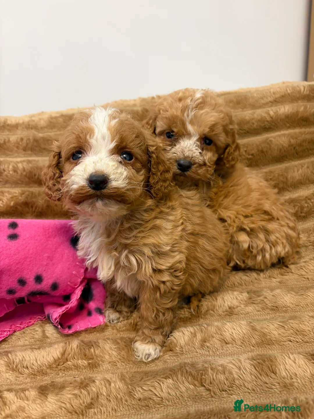 Cockapoo dogs for sale: 🐾STUNNING COCKERPOOS F1 REGISTERED BREEDER🐾 - Advert 11