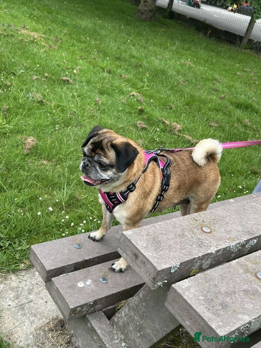 Pug dogs Female King Charles pug - Advert 1