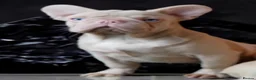French Bulldog dogs for sale: Pink and tan carrying fluffy French bulldog in Wakefield - Advert 2
