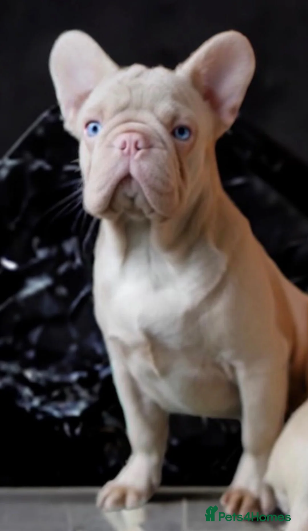French Bulldog dogs for sale: Pink and tan carrying fluffy French bulldog in Wakefield - Advert 2