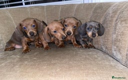 Miniature Dachshund dogs for sale: Beautiful Mini Dachshunds looking for their homes! - Image 7