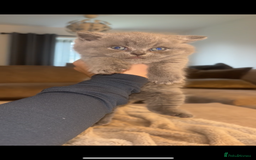 British Shorthair cats for sale: Beautiful British Shorthair Kittens  - Image 3