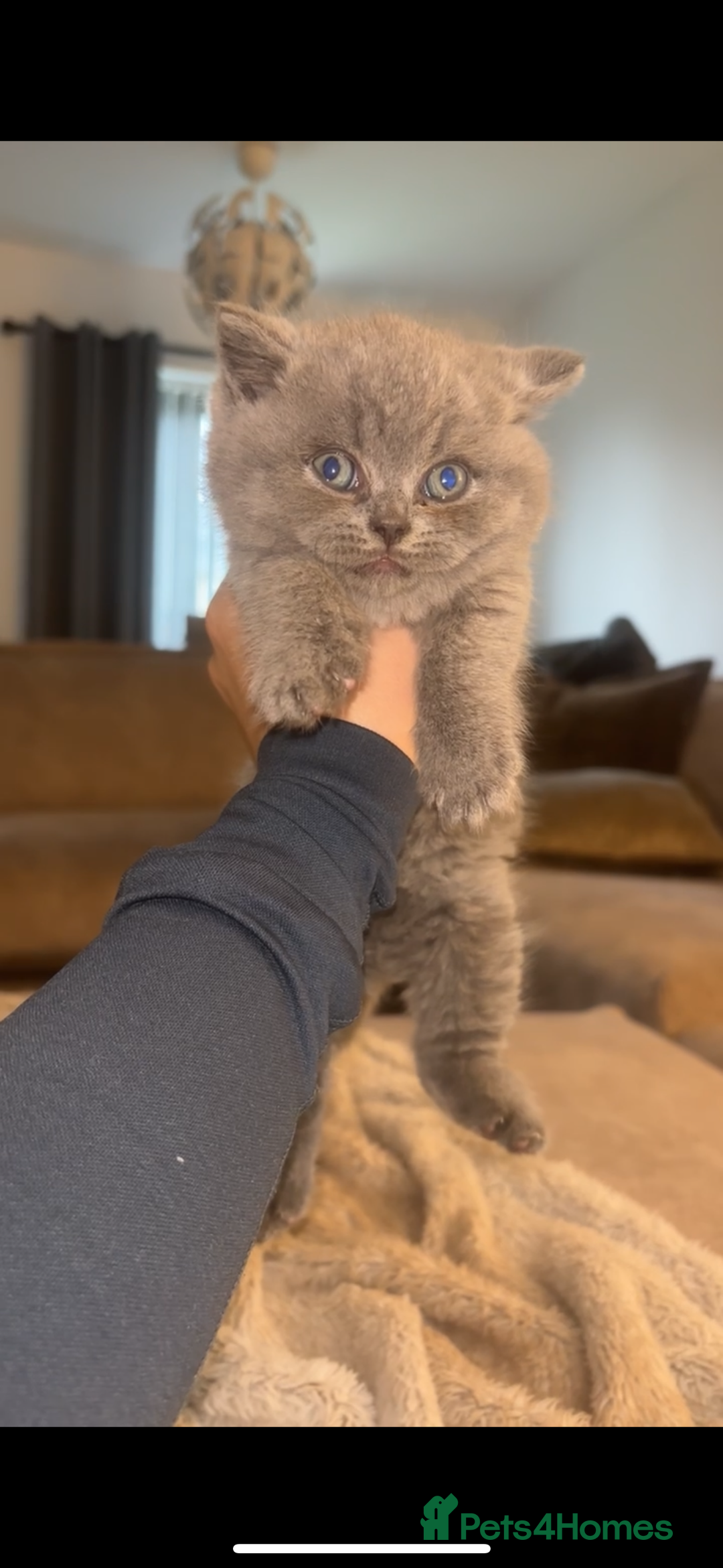 British Shorthair cats for sale: Beautiful British Shorthair Kittens  - Image 3