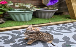 Bengal cats for sale: ✨ Bengal Kittens Looking for Loving Homes ✨ - Image 25
