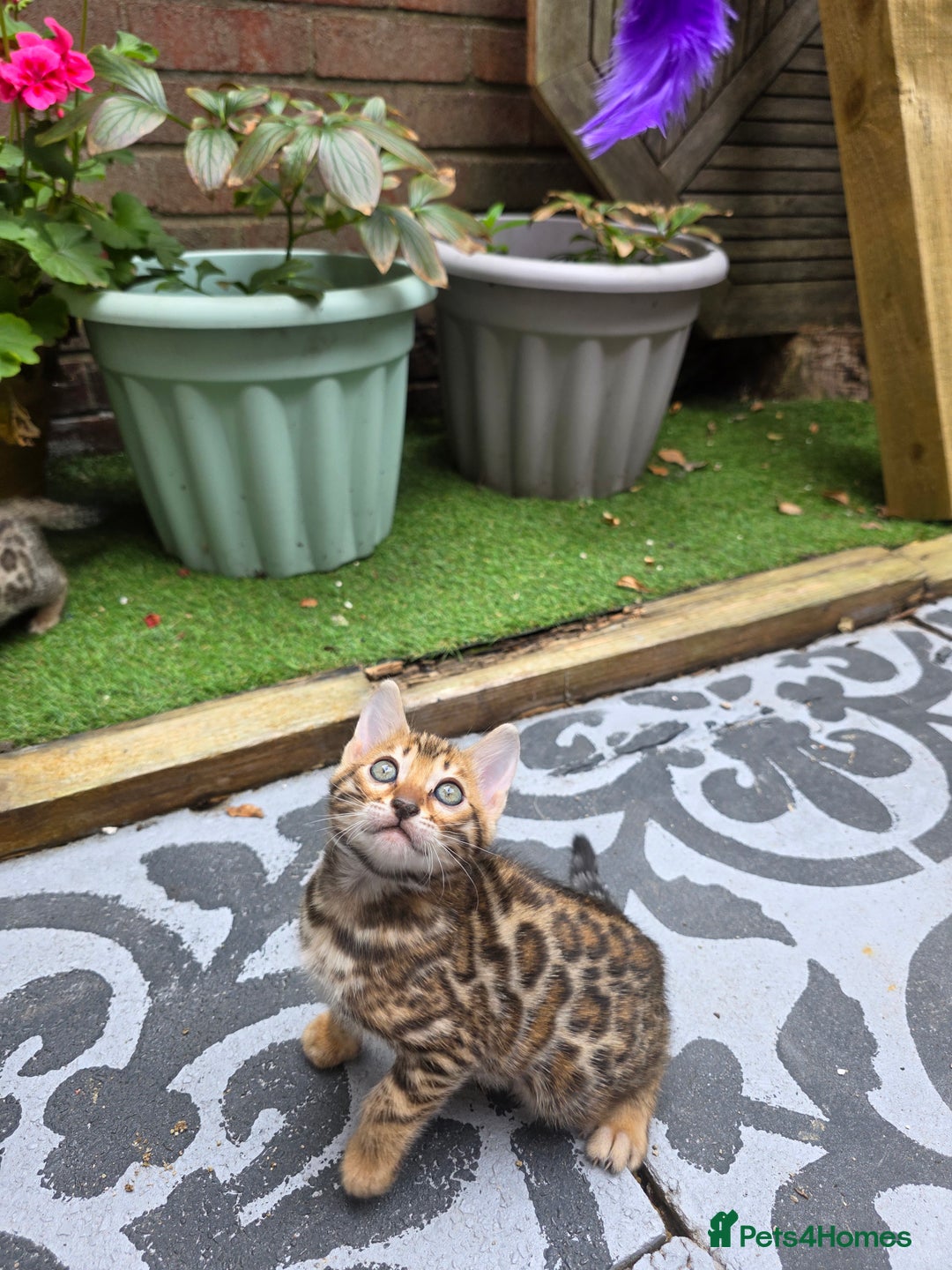 Bengal cats for sale: ✨ Bengal Kittens Looking for Loving Homes ✨ - Image 25