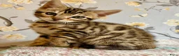 Bengal cats for sale: *READY NOW* Bengal Kittens - Advert 15