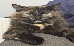 Mixed Breed cats for sale: Jaga and Sonia - Image 4