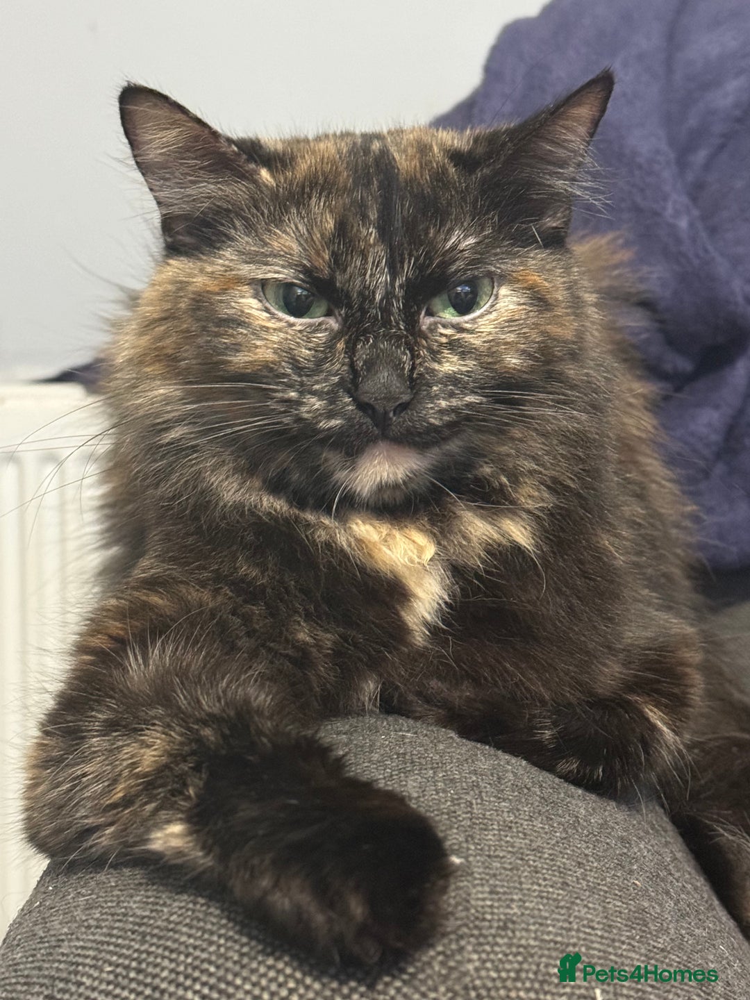 Mixed Breed cats for sale: Jaga and Sonia - Image 4