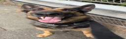 Mixed Breed dogs for sale: Beautiful German Shepherd  - Advert 6