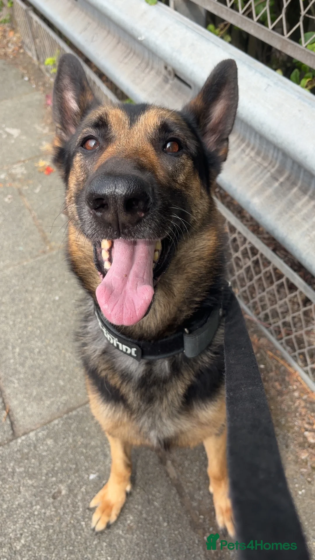 Mixed Breed dogs for sale: Beautiful German Shepherd  - Advert 6