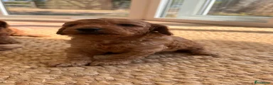 Cockapoo 4