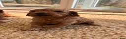 Cockapoo dogs for sale: Outstanding cockapoo puppies  - Advert 7