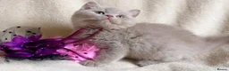 British Shorthair cats for sale: Gorgeous British Shorthairs Available TICA Reg - Advert 7