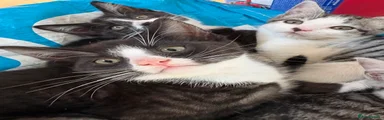 Domestic Shorthair 2