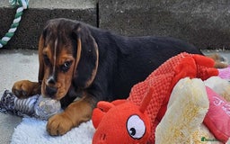 Bocker dogs for sale: Beautiful Bocker Boys - Ready Now - Image 25