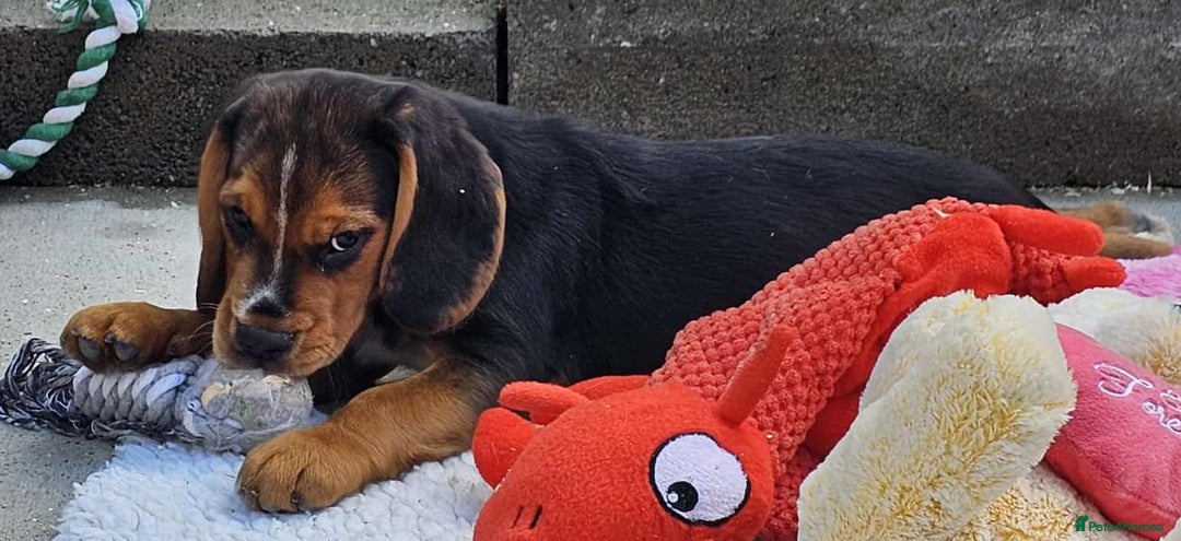 Bocker dogs for sale: Beautiful Bocker Boys - Ready Now - Image 25