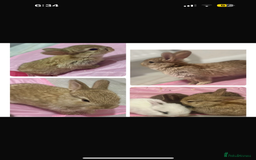 Mixed Breed rabbits for sale: Baby bunnies for sale  - Image 3