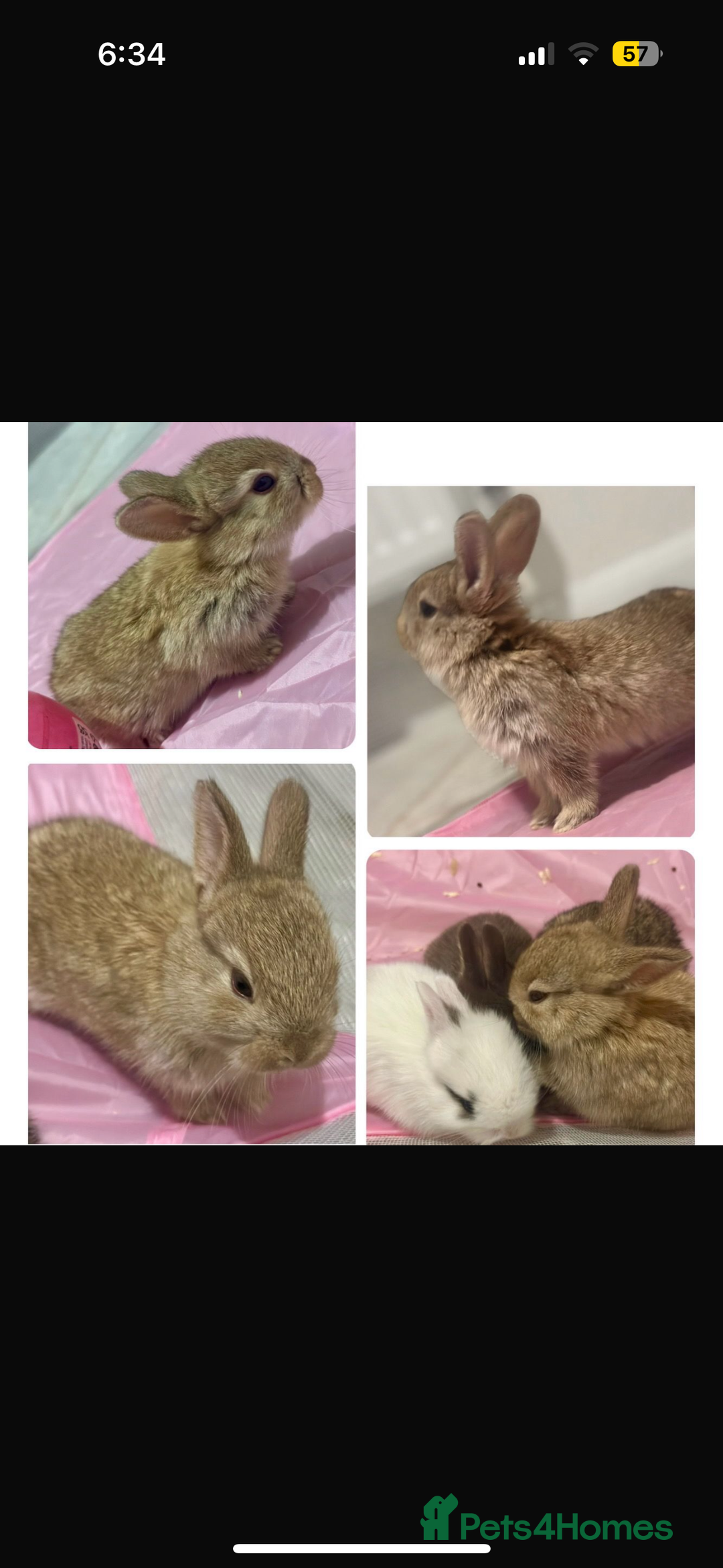 Mixed Breed rabbits for sale: Baby bunnies for sale  - Image 3