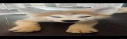 Japanese Akita Inu dogs for sale: Stunning Male puppies  in Bury Saint Edmunds - Advert 8