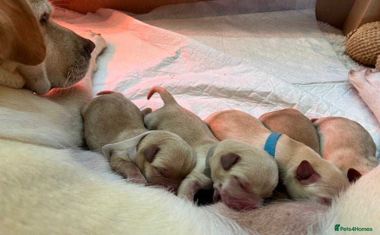 Labrador Retriever dogs - Advert 5