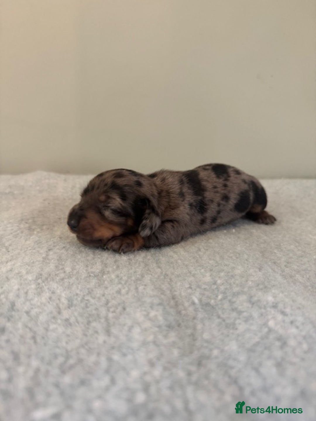 Miniature Dachshund dogs for sale: KC reg v small miniature smooth dachshund puppies - Image 8