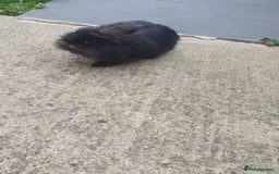 Lionhead rabbits for sale: Pure Lionhead Rabbit For Sale - Image 3