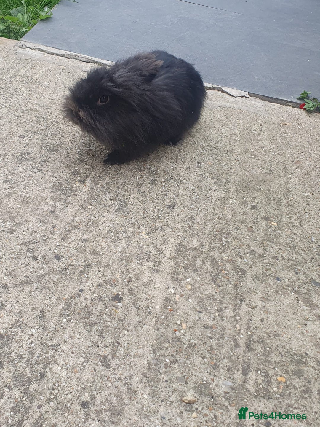 Lionhead rabbits for sale: Pure Lionhead Rabbit For Sale - Image 3