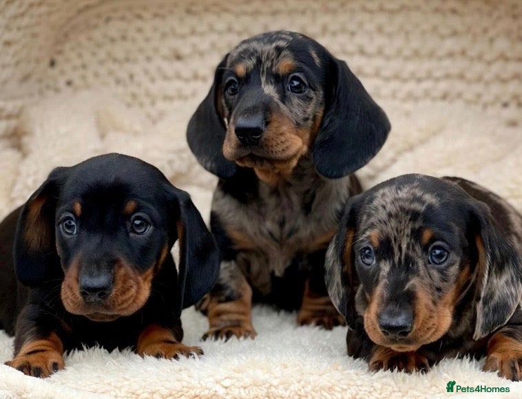 Dachshund dogs Gorgeous miniature dachshund puppies  - Advert 1
