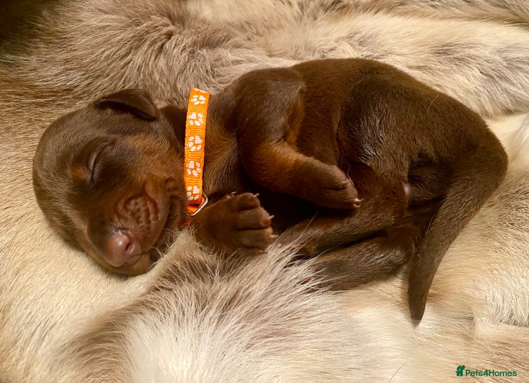 Dobermann dogs for sale: KC REGISTERED HEALTH TESTED DOBERMAN PUPS - Image 29