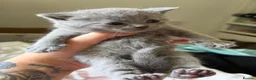 British Shorthair cats for sale: British blue Kittens  - Advert 19