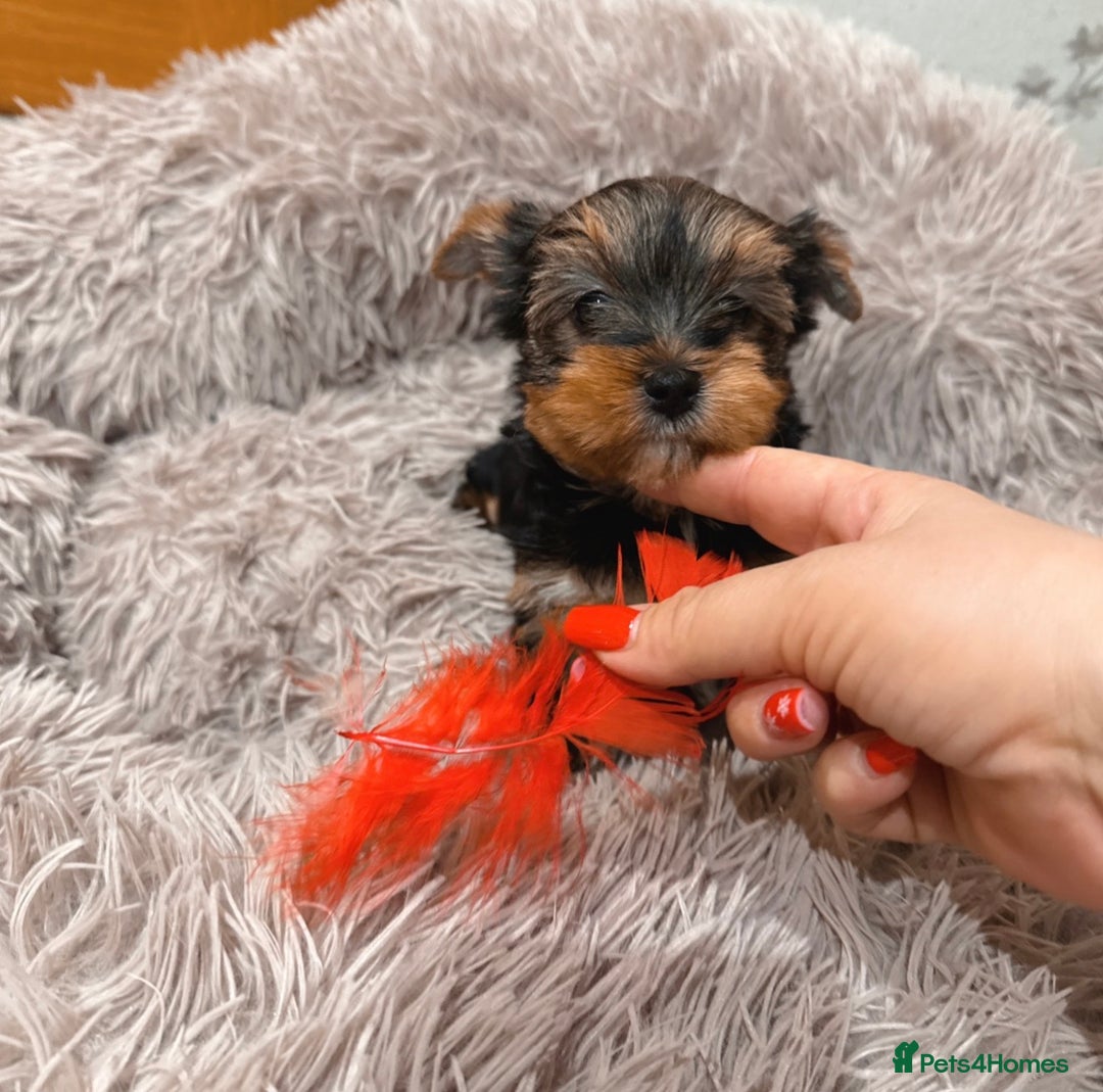 Mixed Breed dogs for sale: Pedigree Yorkshire terrier  - Advert 7